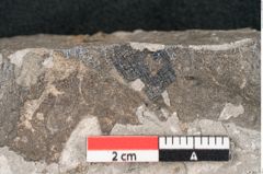 Foto (Detailansicht) von Eucalyptus oceanica Unger (NHMW-GEO-2024-0188-8034)